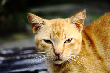 Close-up portrait of an orange tabby cat with an intense gaze © M N EKWAN