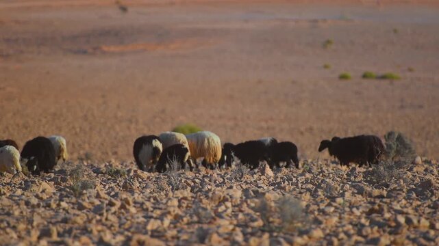 A flock of domestic sheep (Ovis aries) grazes on sparse vegetation among rocks in the dry, sun-baked landscape of Wadi Bani Khalid, Oman. The scene captures the harsh, yet beautiful, environment of th