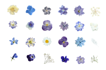 青と紫の押し花セット 白背景のフラットレイ素材