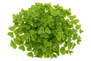 Bunch of fresh green three-leaf clover plants on a transparent background