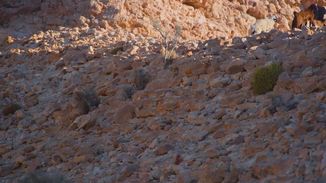 Footage showing a small herd of goats navigating the steep, sunlit rocky terrain in the Hajar Mountains region of Wadi Bani Khalid, Sultanate of Oman.