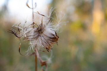 Close-up of thistle fluff in winter.