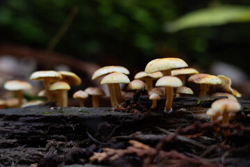 Cluster of sulphur tuft mushroom on decayed tree trunk.