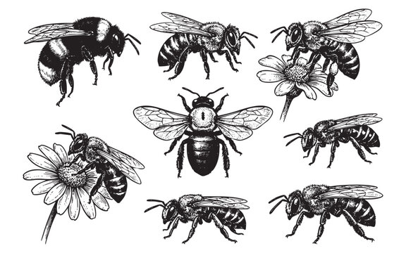 Detailed Hand-Drawn Insect Collection