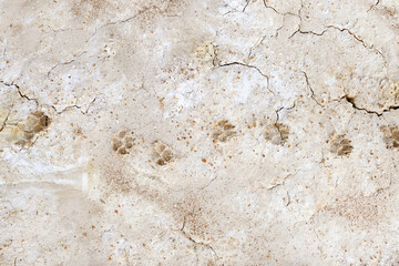 Dry cracked earth Footprints of a dog on the cracked ground. Dog tracks in cracked earth