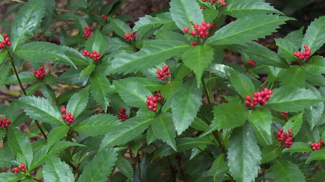 Red berry clusters and serrated green leaves of Heavenly Bamboo plant