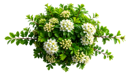Lush green bush with white flowers, round shape, emerging from black background