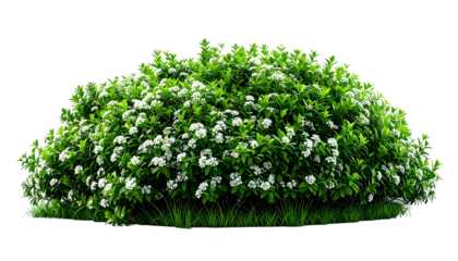 A lush, spherical bush bursting with green foliage and delicate white blossoms, isolated