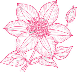 Decorative Pink Lotus Flower Line Art Vector on Transparent Background