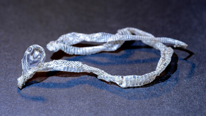 H&auml;utung einer frisch geschl&uuml;pften Ringelnatter