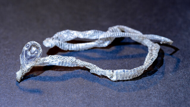 H&auml;utung einer frisch geschl&uuml;pften Ringelnatter