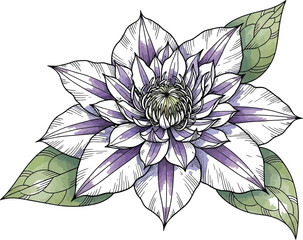 Hand Drawn Floral Line Art Flower Vector on Transparent Background