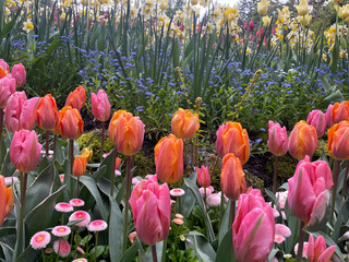 Tulips in Bloom