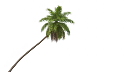 A single palm tree with a long trunk and green leaves on a transparent background