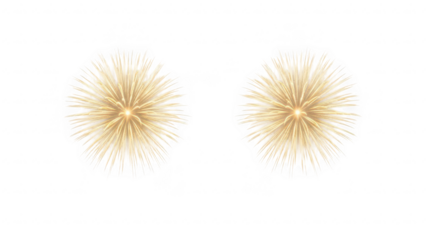 Golden dandelion seed heads on a transparent background