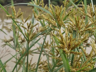 Obraz premium Nut grass or yellow nutsedge (Cyperus esculentus) growth in rice fields 
