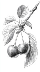 Hand Drawn Vintage Engraving of Two Cherries on a Branch with Leaves Isolated on White