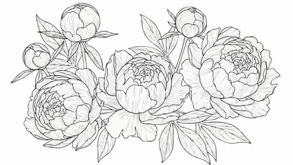 Paeonia flower line drawing illustration botanical sketch.