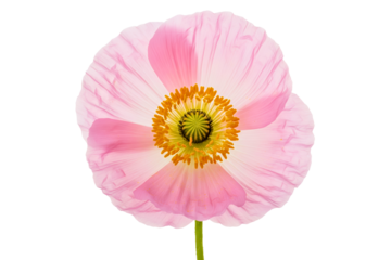 Single pink poppy flower head with textured petals and yellow core isolated on a transparent background