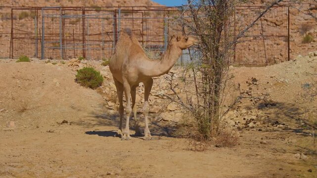 Footage of a single-humped dromedary camel standing in a sandy, fenced enclosure, possibly near the popular tourist destination of Wadi Bani Khalid in Oman.
