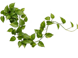 Green leafy vine against white background