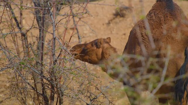 Footage of a dromedary camel eating leaves from a thorny bush in a dry, desert environment near Wadi Bani Khalid, Oman