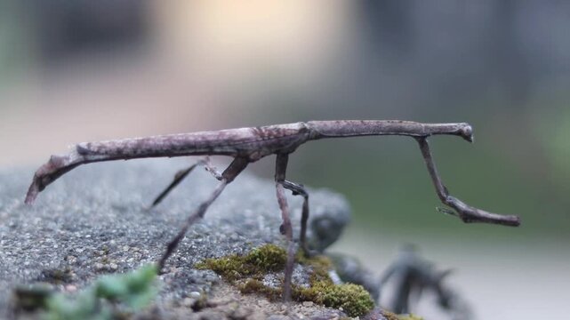 Closeup of Stick Insect or Stick Bug on a wall, Also Known as Walking  Stick