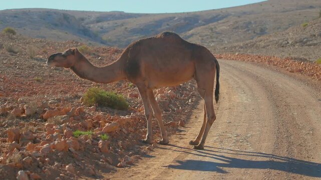 Footage captures a lone, one-humped dromedary camel freely roaming and grazing on sparse vegetation along the roadside in the dry, rocky, and mountainous landscape near Wadi Bani Khalid in the Dhofar 