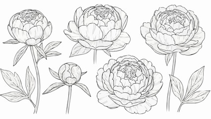 Set of hand-drawn peony flowers and buds in line art style.