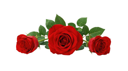 Three red roses with green leaves isolated on a white background, centered and horizontally aligned cutout on alpha channel