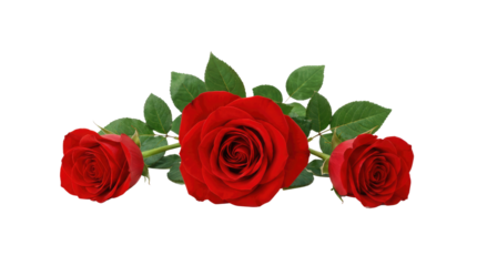 Three red roses with green leaves isolated on a white background, centered and horizontally aligned cutout on alpha channel
