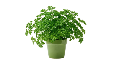 Green plant with many leaves in a green pot sits on a white surface in a studio setting with even lighting and soft shadows