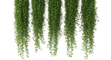 Cascading green vines isolated on transparent background