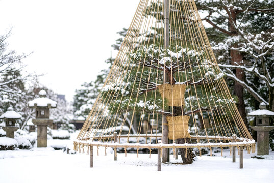 Traditional Japanese yukitsuri snow fence made of ropes protecting a pine tree in a snow-covered Kenrokuen style garden in winter