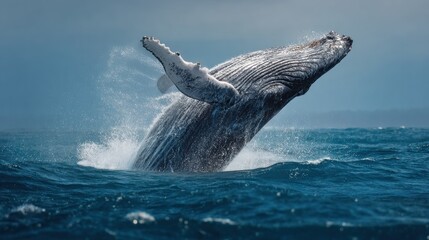 Humpback whale breaching from the ocean water with splashing drops