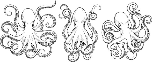 Three different detailed octopus line art illustrations with curled tentacles and textured skin for marine biology and seafood restaurant menus. © Shopna