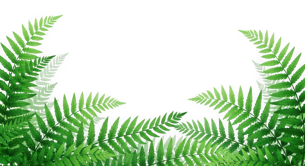 Green fern fronds forming a natural archway isolated on transparent background