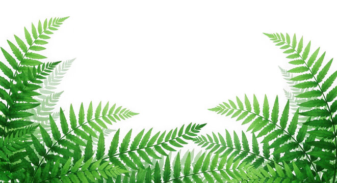 Green fern fronds forming a natural archway isolated on transparent background