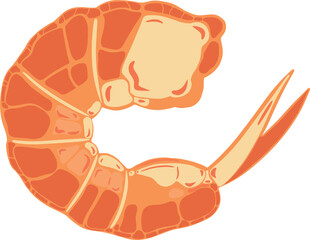 Shrimp illustration