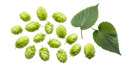 Fresh green hops and leaves isolated on transparent background