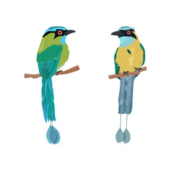 Amur birds of paradise on an isolated background. Vector illustration.