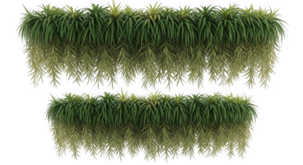 Two hanging green plant walls isolated on transparent background