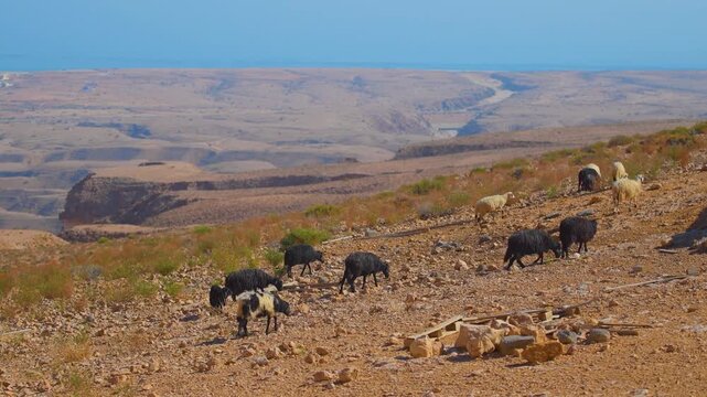 Footage capturing the rugged, sun-baked landscape of the Eastern Hajar mountains in the Sultanate of Oman, specifically in the Wadi Bani Khalid region