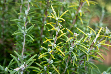 Obraz premium ローズマリーの花