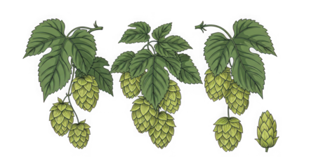 Green hop cones and leaves isolated on transparent background