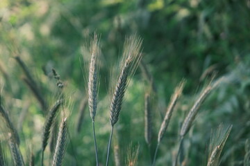 Epis de bl&eacute; .