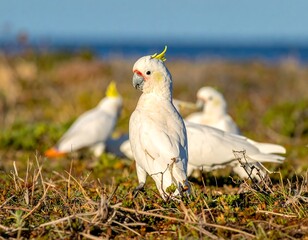 Several white birds with yellow crests stand in an outdoor setting