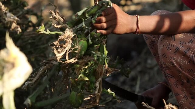 Assam, India &ndash; December 2025: Close-up view of a farmer&rsquo;s hand holding freshly harvested areca nuts (betel nuts) with stems and roots during plantation work. 