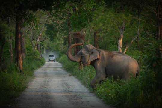 Asiatic Elephant at Manas National park 