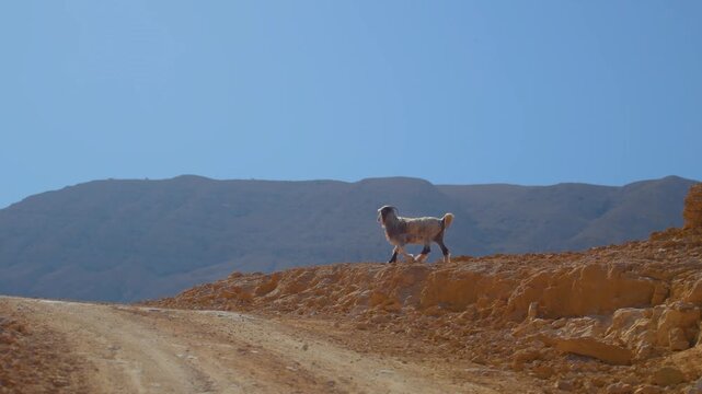 A lone goat traverses the arid mountain landscape of Oman, embodying resilience and freedom in the rugged Middle Eastern wilderness. The Wadi Bani Khalid area is known for its stunning canyon and dese
